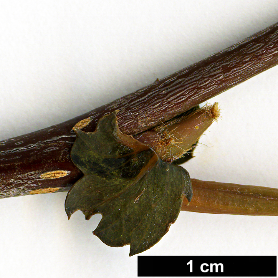 High resolution image: Family: Rosaceae - Genus: Sorbus - Taxon: KR 3647B (sect. discolores)